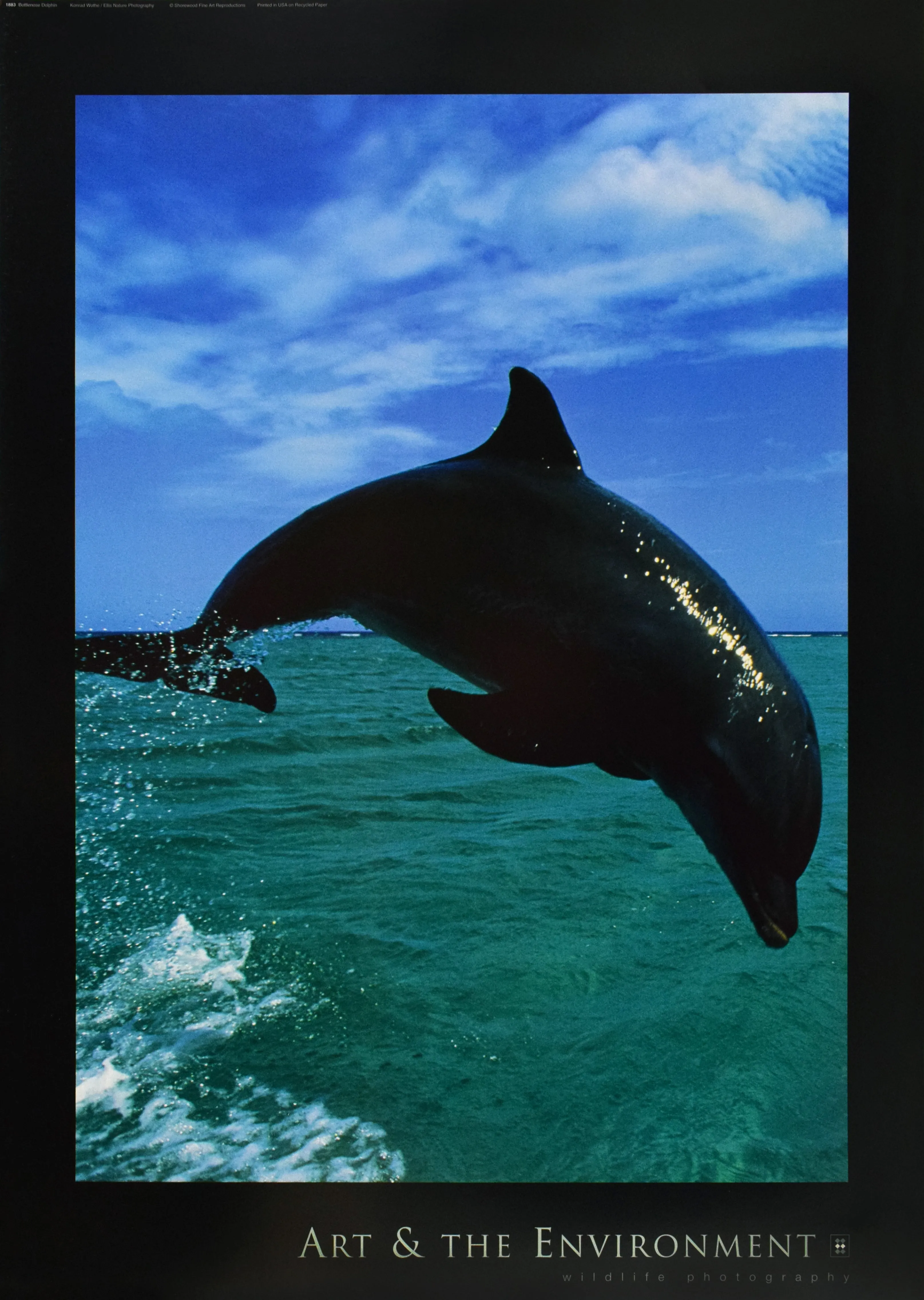Bottlenose Dolphin by Konrad Wothe
